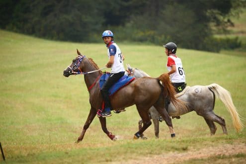 equitation