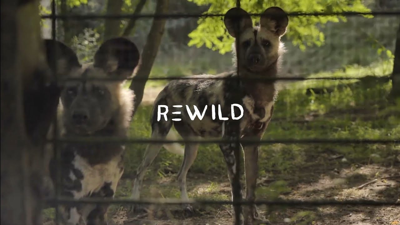 PONT-SCORFF. L'organisation Rewild lance un appel aux dons pour sauver 4 Lycaons au Zoo