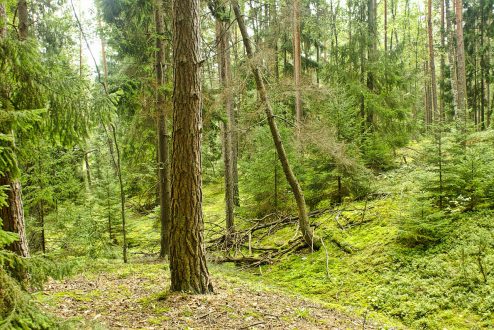 biodiversité