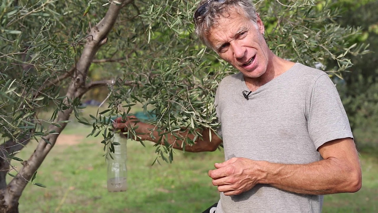 De la feuille à l'huile : Le piégeage de la mouche de l'olive