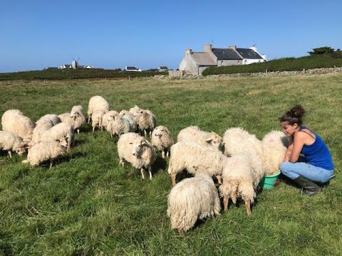 A la rencontre d'éleveurs sur l'île d'Ouessant
