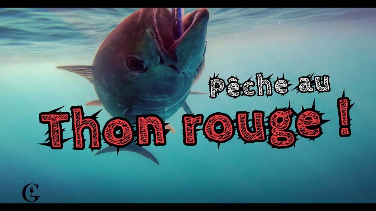 Insolite. Gueuleton part à la pêche au thon rouge !