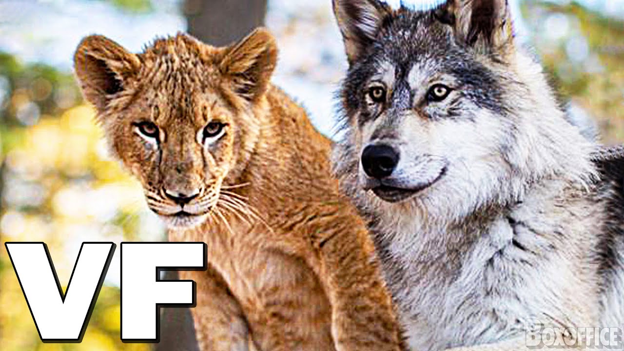 Le loup et le lion, le dernier duel, Eiffel, Le Traducteur, L'Homme de la cave, Le Chemin , La fine équipe du bush : la sélection ciné de la semaine