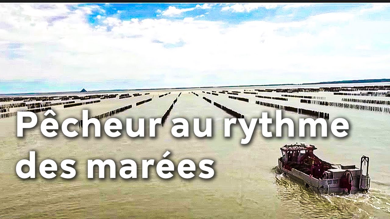 Baie du Mont Saint Michel : la course contre la montre des pêcheurs