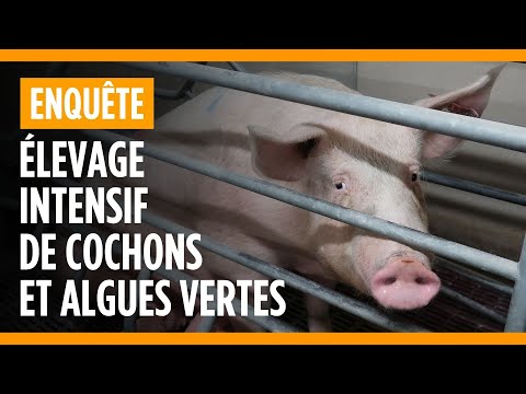 Côtes d'Armor. L214 infiltre clandestinement un élevage de cochons et dénonce le scandale des Algues vertes