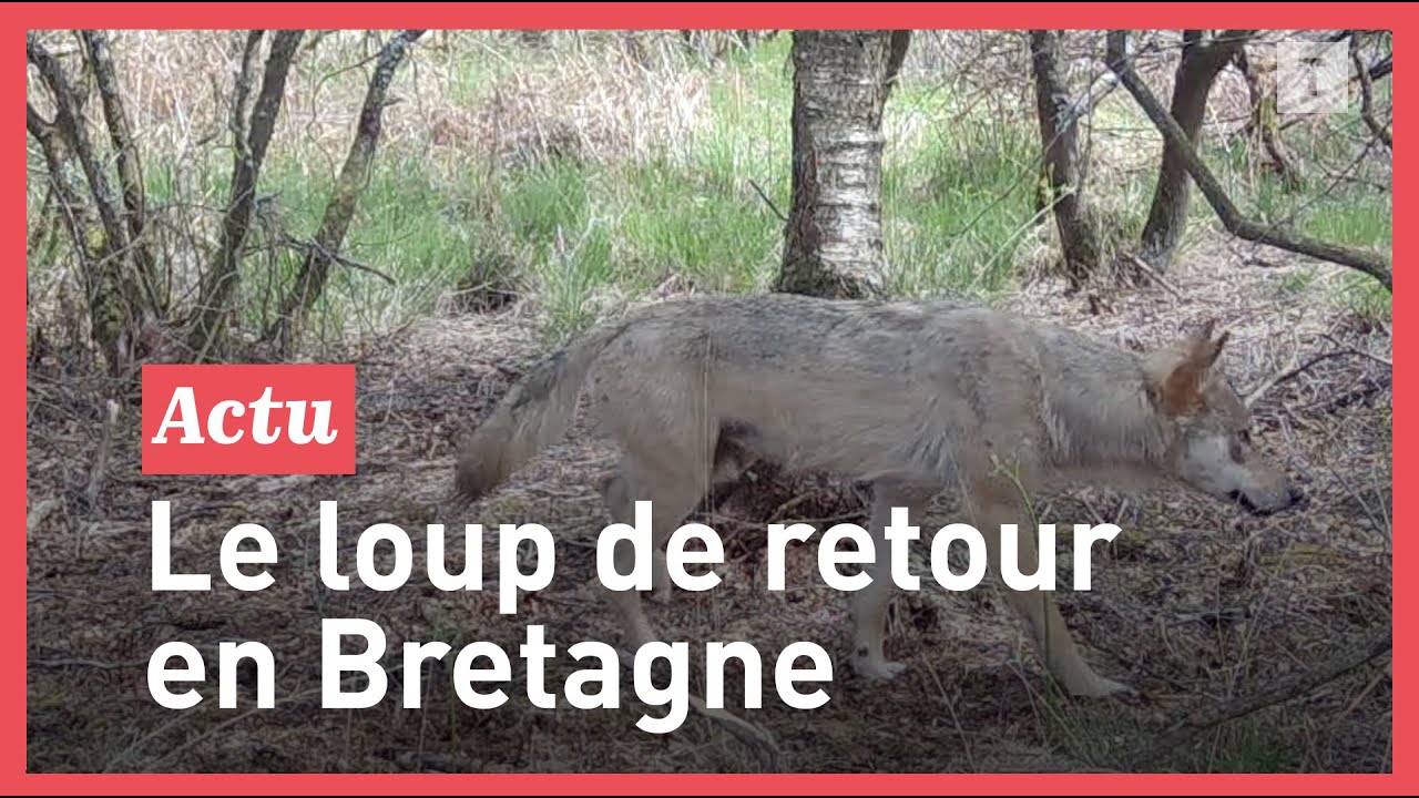 Le loup est de retour en Bretagne. Vidéo