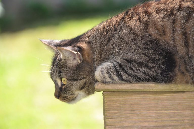 Chat canicule