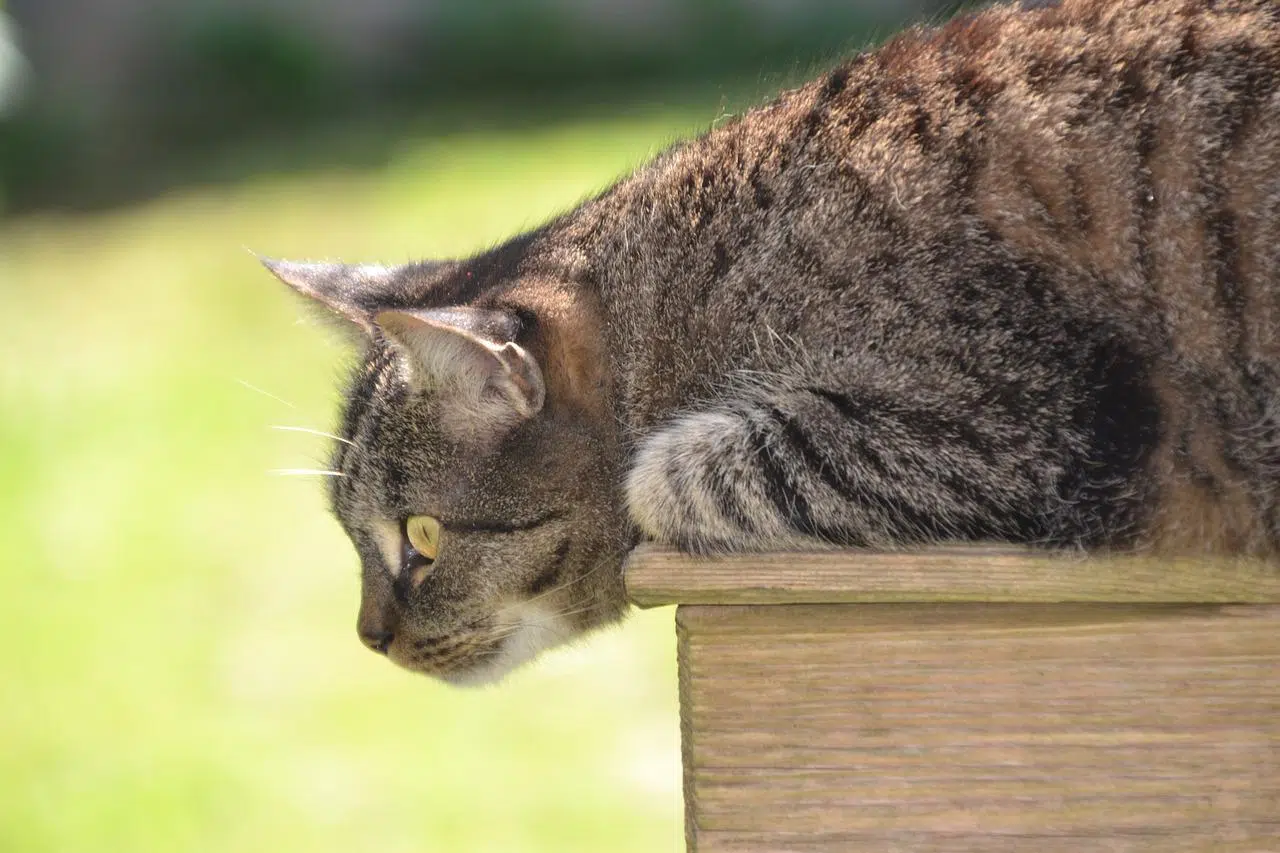 Canicule Protegez Votre Chat Des Coups De Chaleur