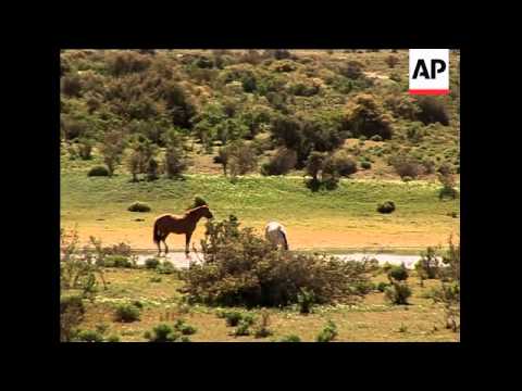 E Arc'hantina, ur gumuniezh a gembraegerien : Y Wladfa (Video)