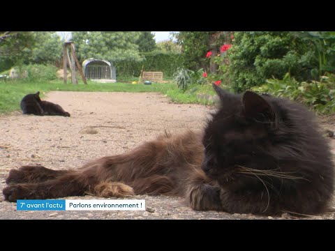 L'île de Bréhat lance une opération pour lutter contre la prolifération des chats errants