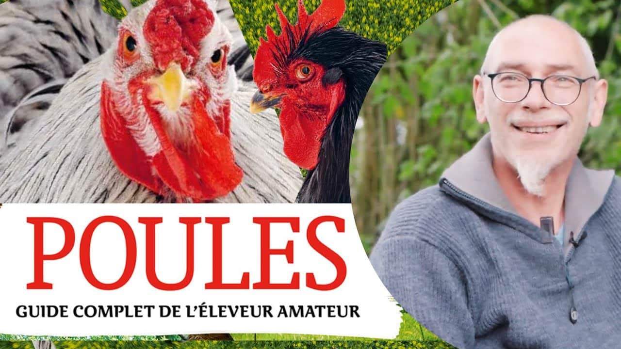 Côtes d'Armor. Comment réussir votre élevage de poules domestiques ?