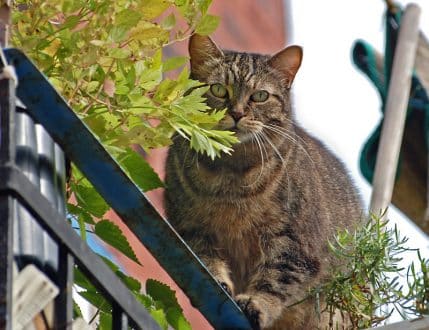 chats « parachutistes »