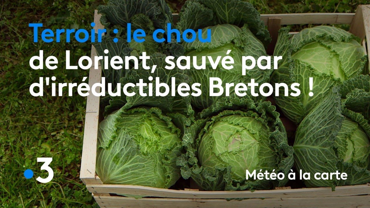 Le chou pourrait avoir été domestiqué en Bretagne il y a 4580 ans