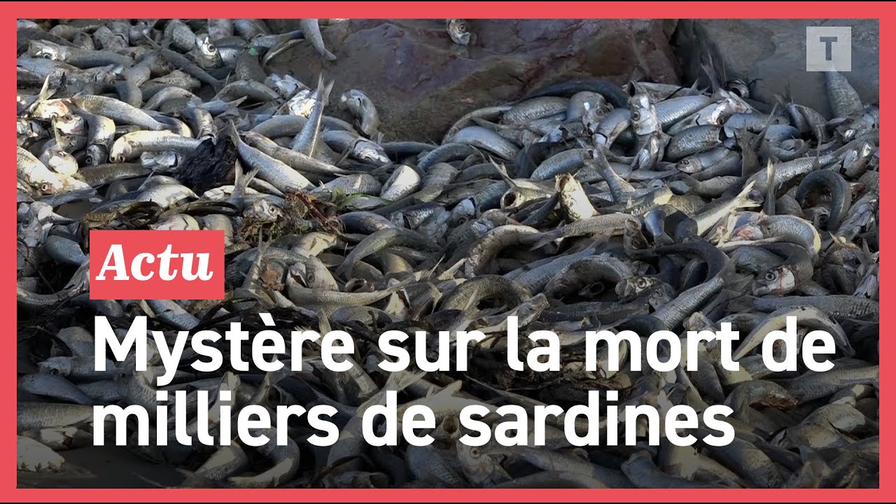 SDes milliers de poissons retrouvés morts sur deux plages entre Saint-Nic et Plomodiern (29)