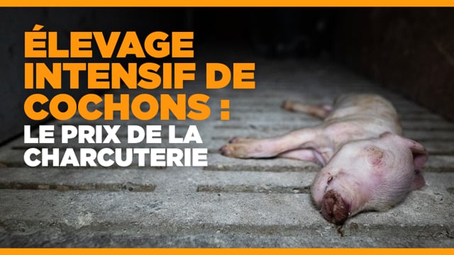 Penguily (22). L'association L214 filme de nouveau un élevage intensif de cochons en Bretagne