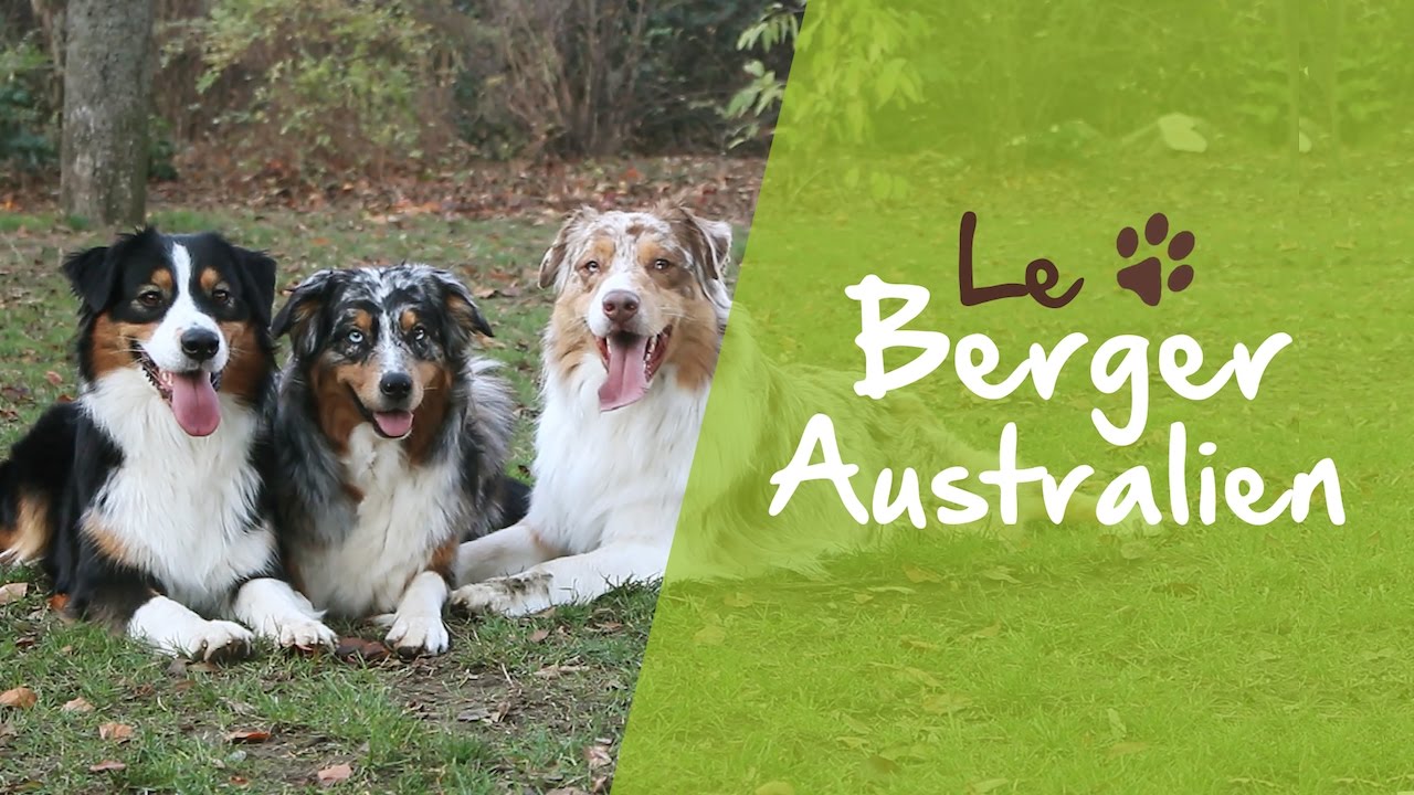 Le Berger Australien est une nouvelle fois la race de chien plébiscitée des Français pour 2022