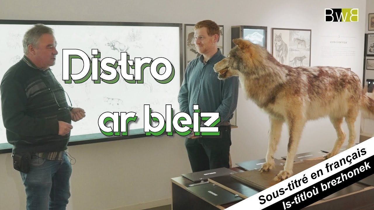 Distro ar bleiz e Breizh. Le retour du loup en Bretagne