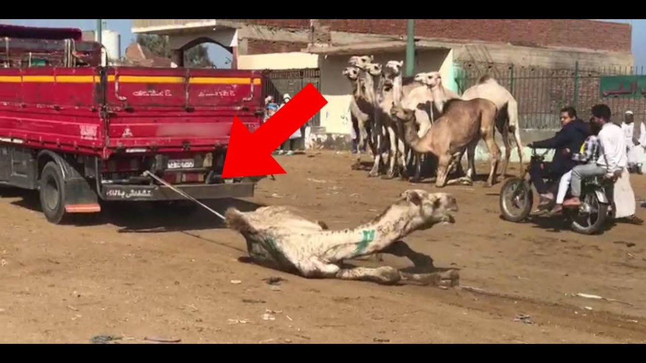 Le tourisme en Égypte frappé par un scandale autour de chameaux violentés