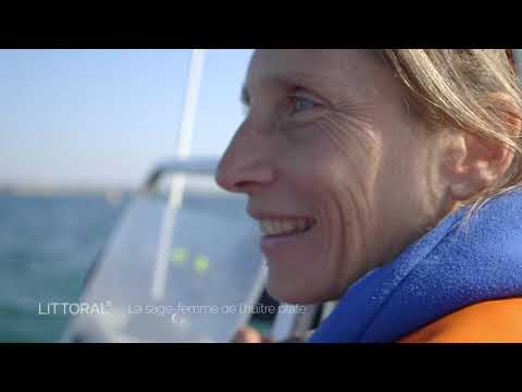 Ostrea edulis. Littoral à la rencontre de la sage-femme de l'huître plate dans la baie de Quiberon