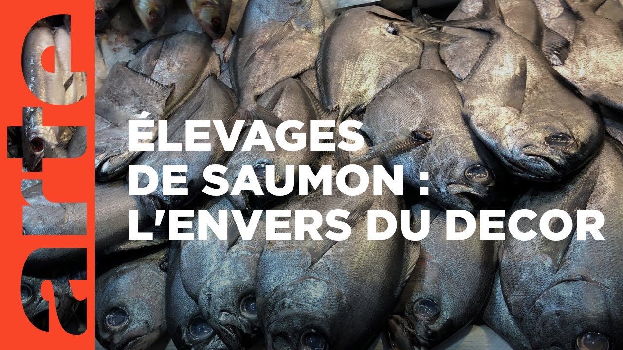 Le saumon, un bon filon