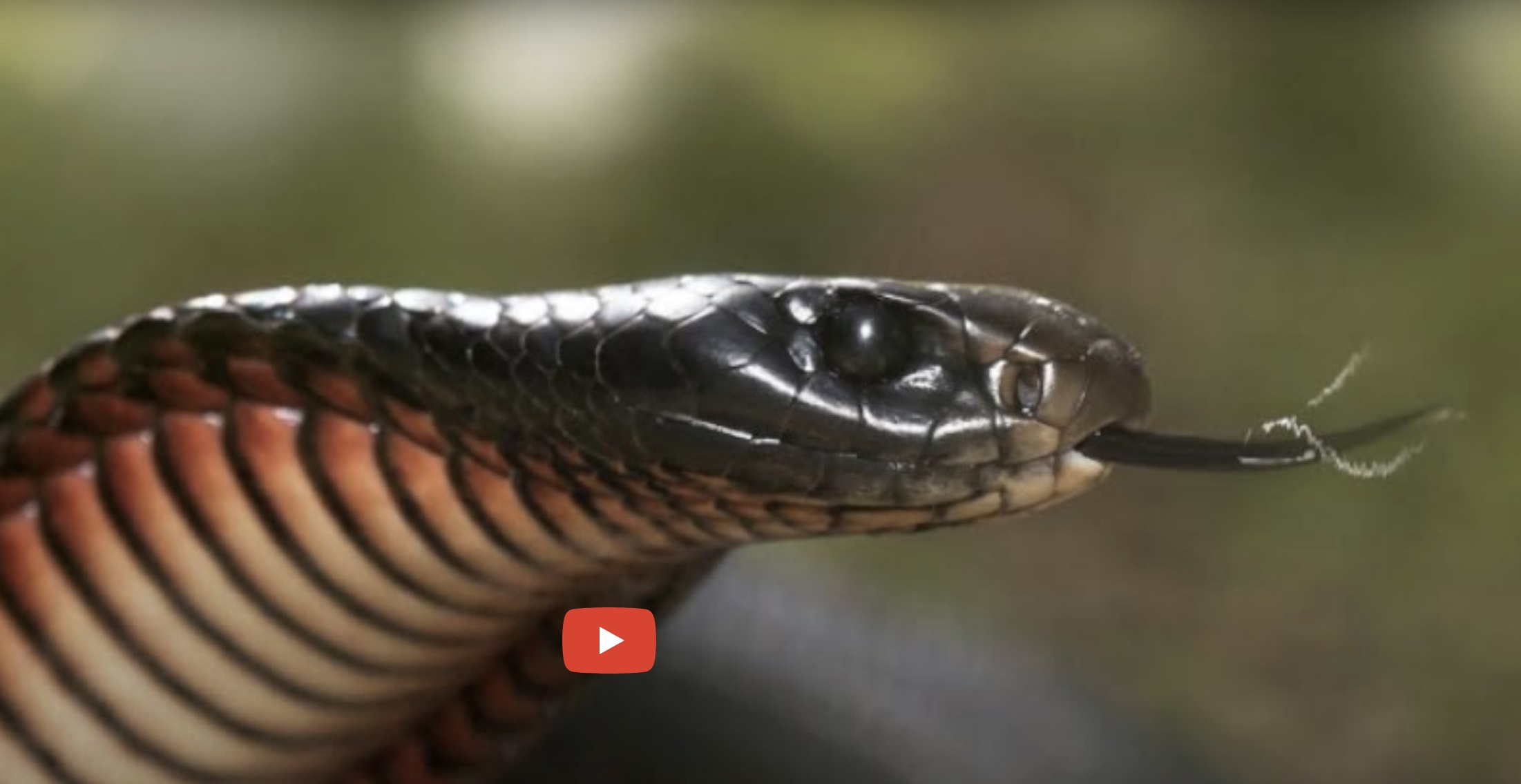 Venomous snakes of Australia.  Reporting