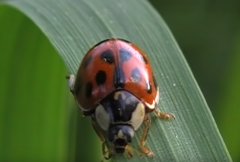 coccinelles asiatiques