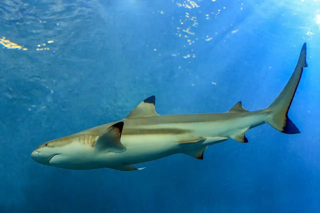 Requins , cocaïne , carburant : comment les mafias équatoriennes ont fait des ailerons un business dappoint