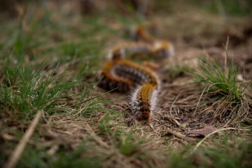 Santé animale. Chenilles processionnaires : la saison a commencé, vos